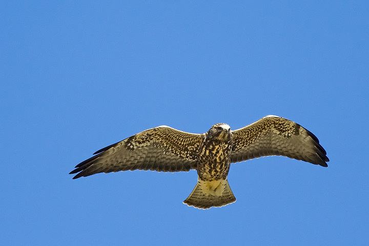 Swainson's Hawk