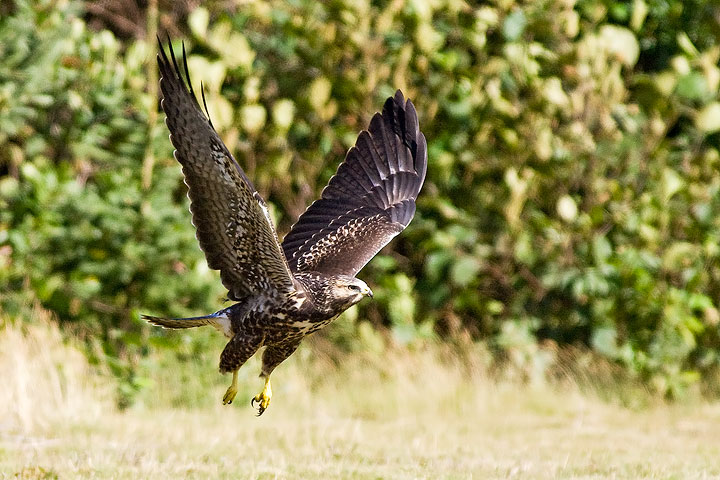 Swainson's Hawk