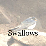 Martin, Swallows