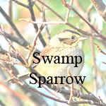 Swamp Sparrow