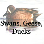 Swans, Geese and Ducks