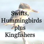 Swifts, Hummingbirds, plus Kingfishers
