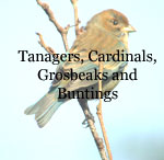 Tanagers, Cardinals, Groabeaks, Buntings