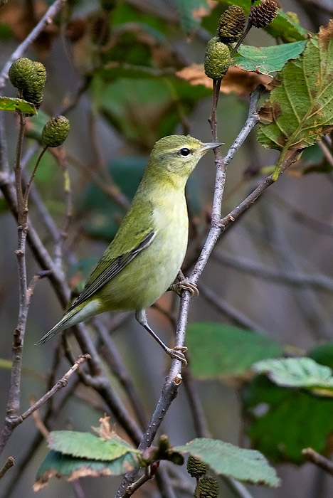 Tennessee Warbler