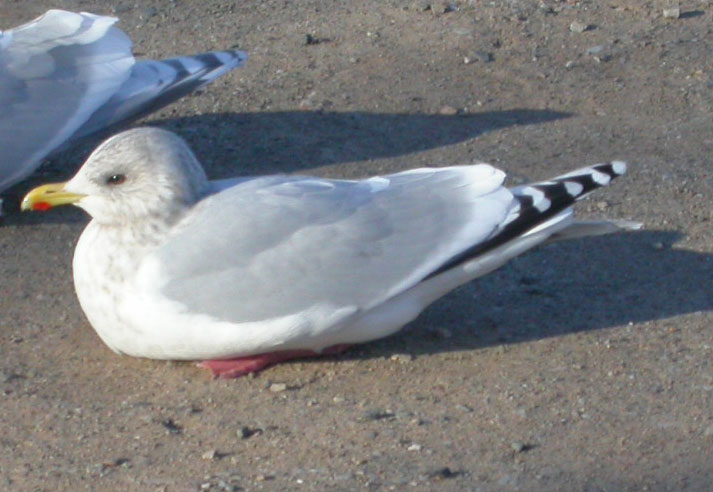 Thayer's Gull