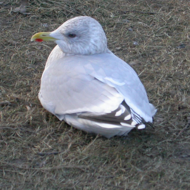 Thayer's Gull