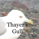 Thayer's Gull