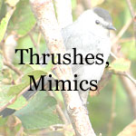 Bluebird, Thrushes, Robin, Catbird, Mockingbird, Thrashes
