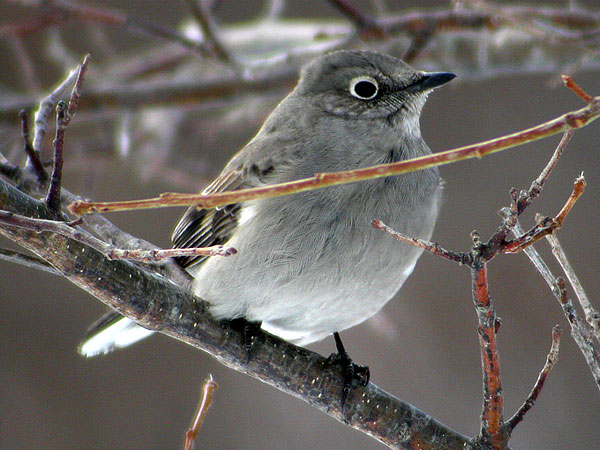 Towsend's Solitaire