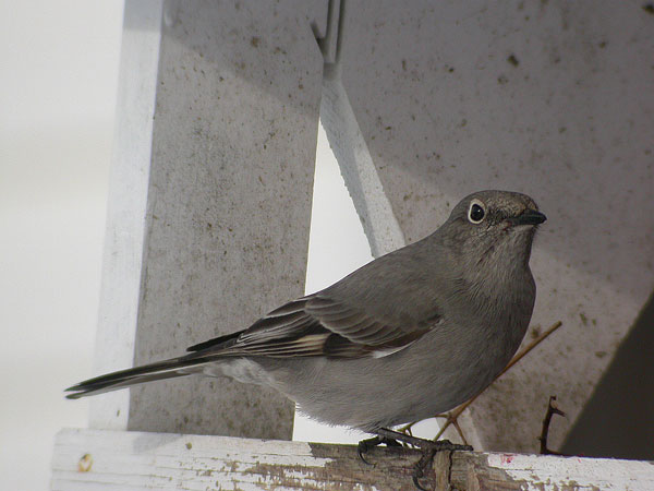 Towsend's Solitaire