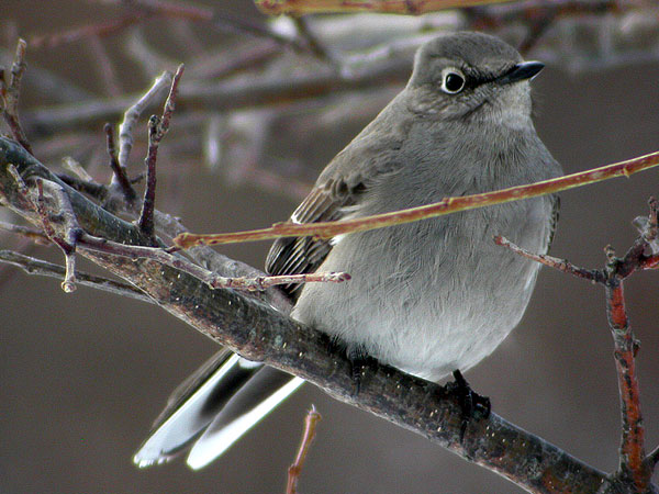 Townsend's Solitaire