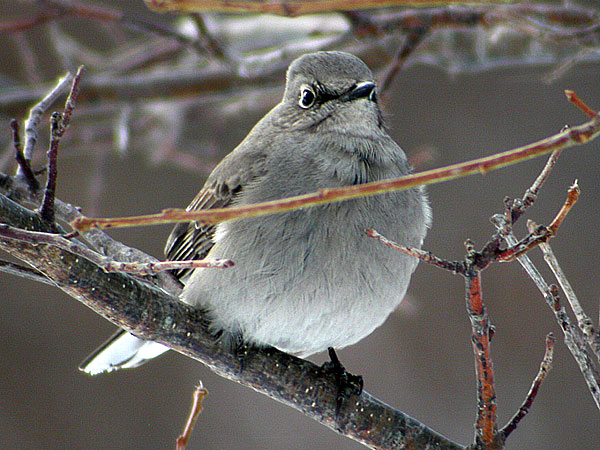 Townsend's Solitaire