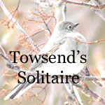 Townsend's Solitaire