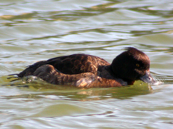 Tufted Duck