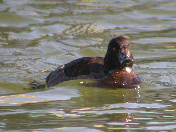 Tufted Duck