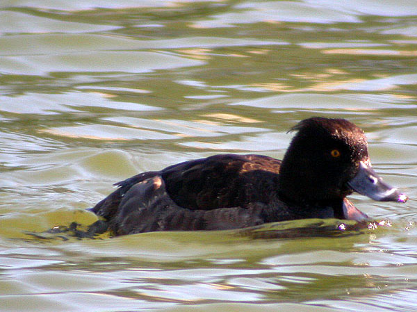 Tufted Duck