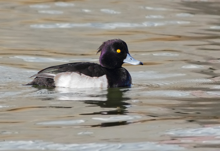 Tufted Duck
