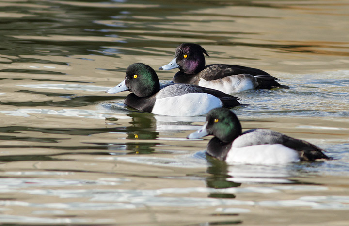 Tufted Duck