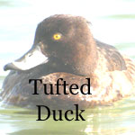 Tufted Duck