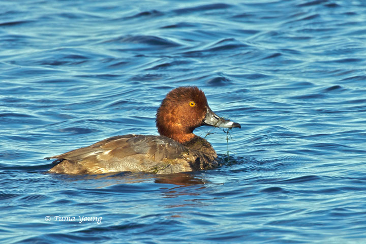 Redhead