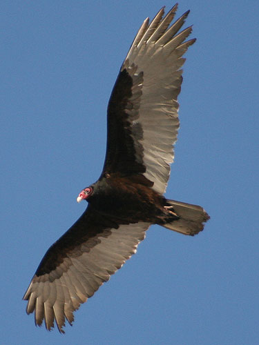 Turkey Vulture