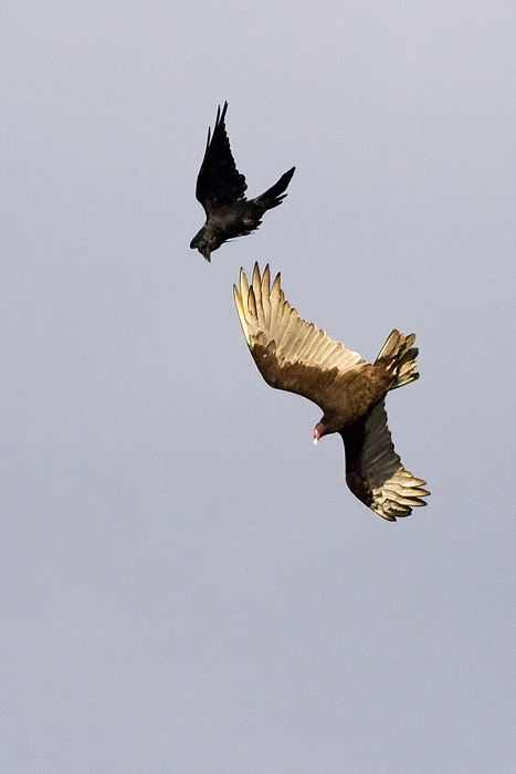 Turkey Vulture
