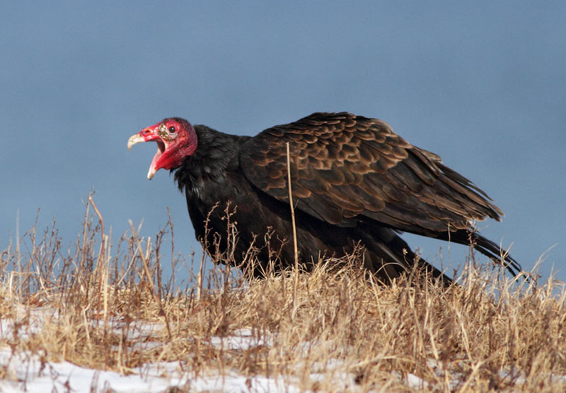 Turkey Vulture