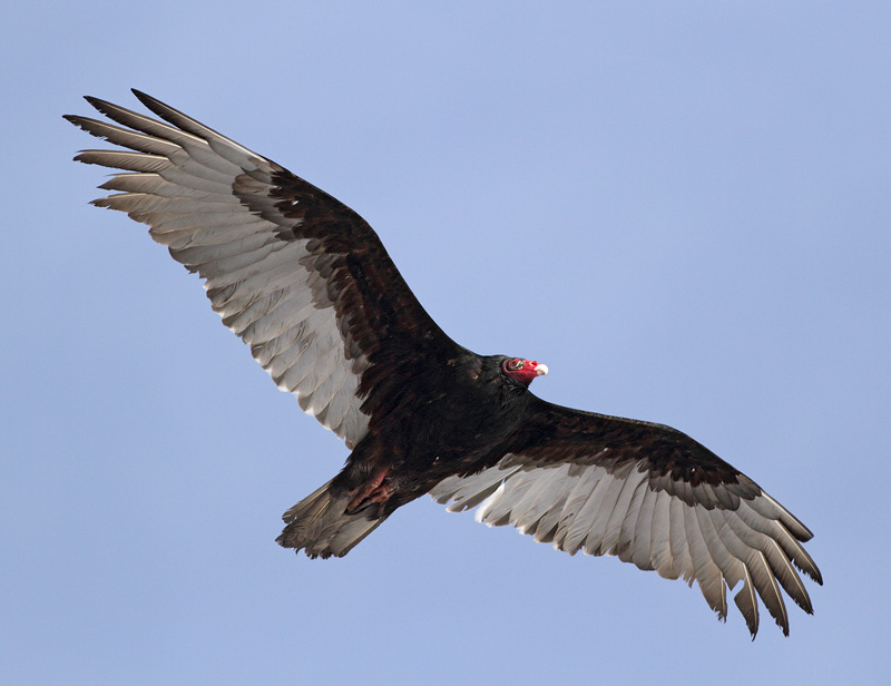 Turkey Vulture