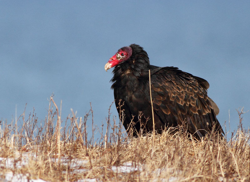 Turkey Vulture