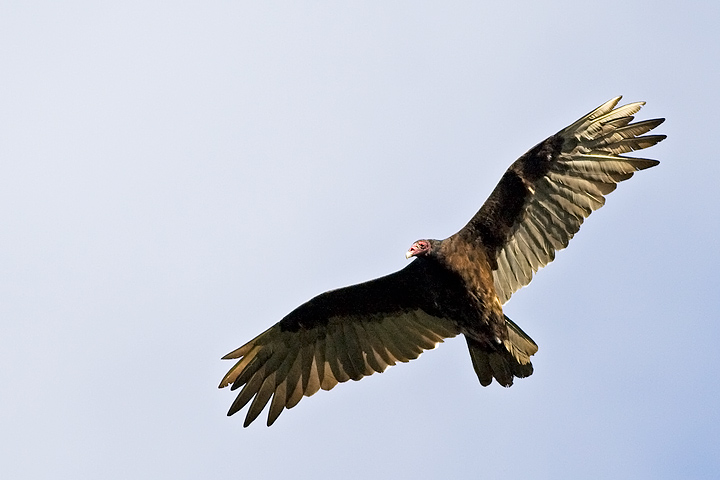 Turkey Vulture