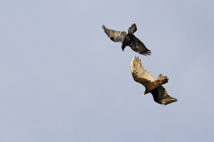 Turkey Vulture