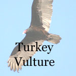 Turkey Vulture