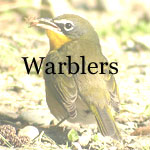 Warblers, Parula, Redstart, Ovenbird, Waterthrushes, Chat