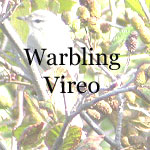 Warbling Vireo