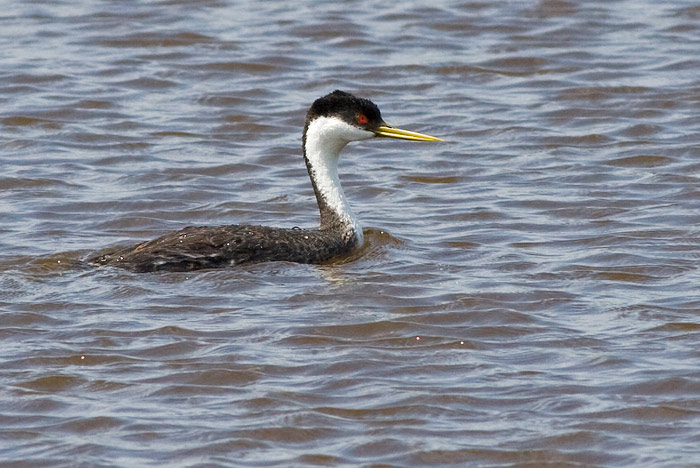Western Grebe