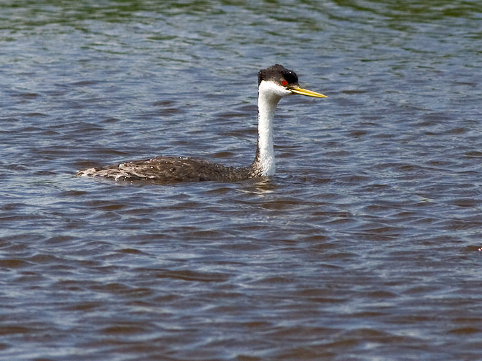 Western Grebe