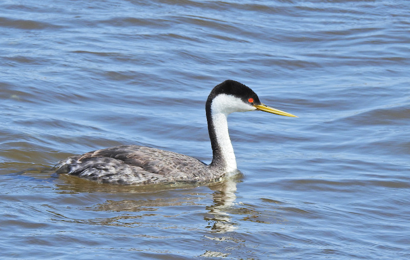 Western Grebe