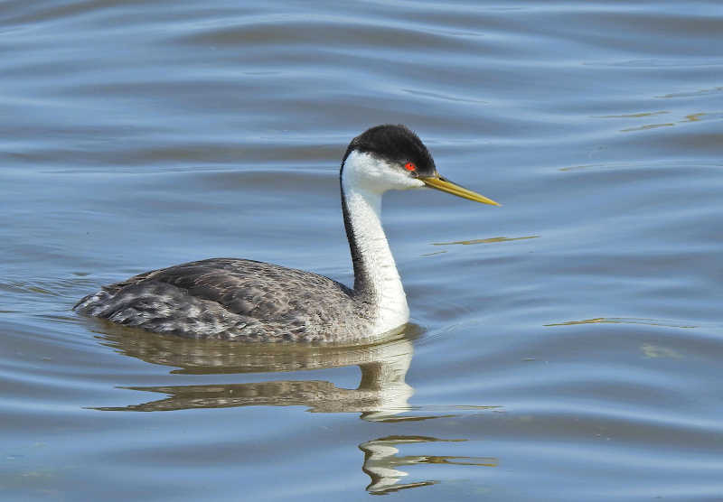Western Grebe