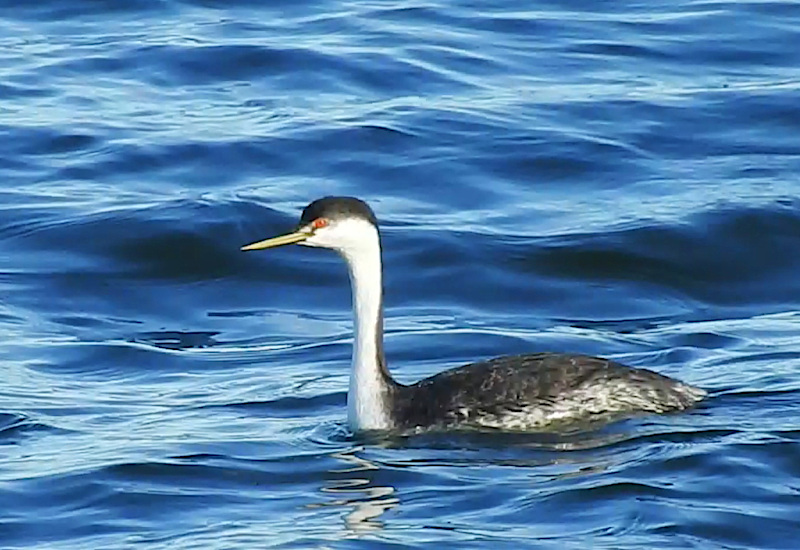 Western Grebe