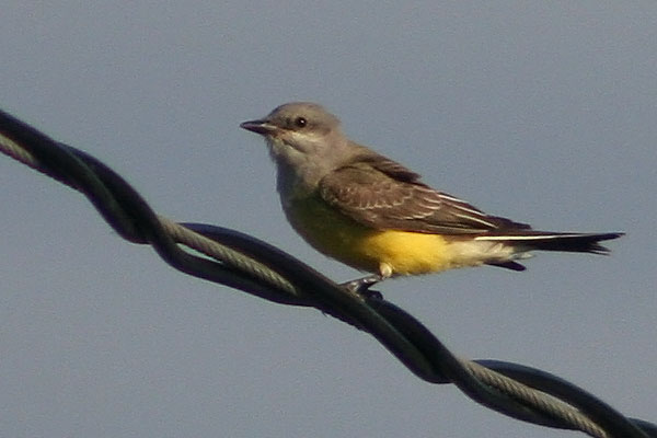 Western Kingbird