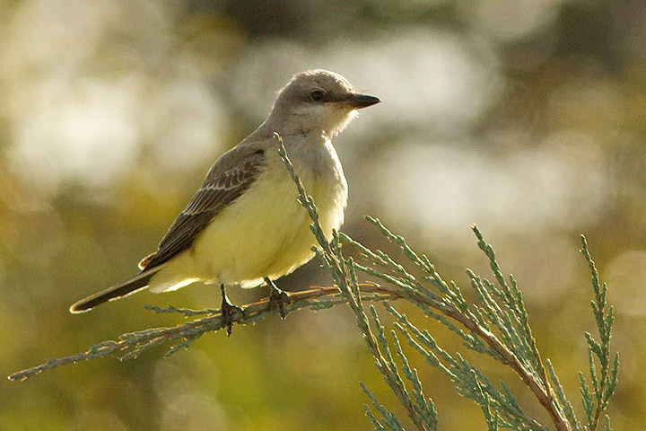 Western Kingbird