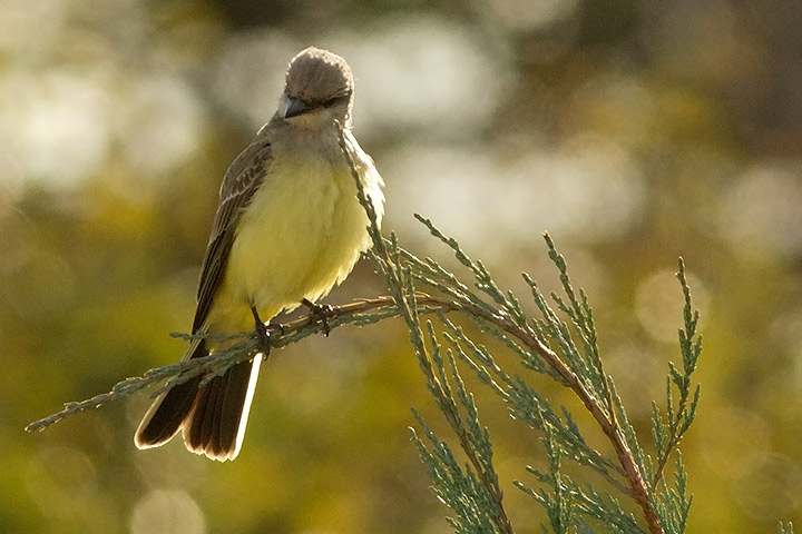 Western Kingbird