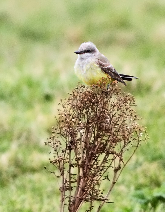 Western Kingbird