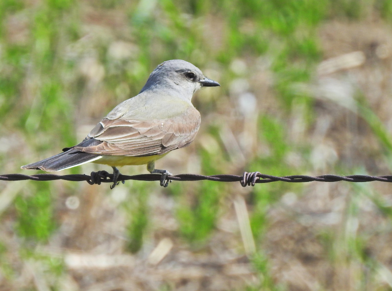 Western Kingbird