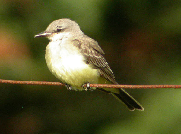 Western Kingbird