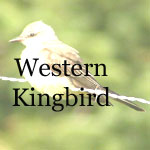 Western Kingbird
