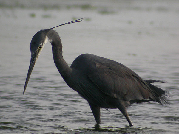 Western Reef Heron