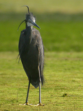 Western Reef Heron