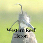 Western Reef heron