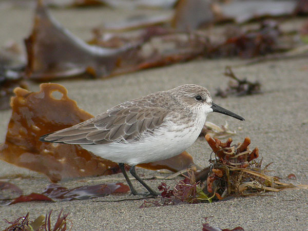 Western Sandpiper